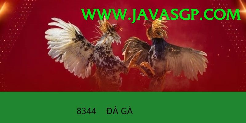 Đá Gà Trực Tiếp - kg88